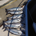 Powell River Fishing Photo 2